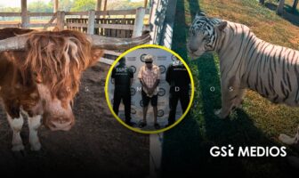 Aseguran 135 animales exóticos en rancho ligado al huachicol en Tamaulipas