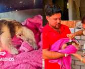 Cría de oso hormiguero perdida recibe ayuda de una niña en Oaxaca