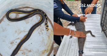 Patrulla Verde Vallarta captura y reubica a cocodrilo y serpiente venenosa