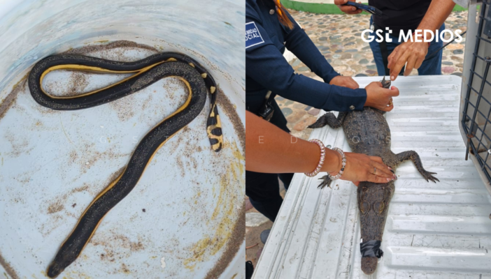 Patrulla Verde Vallarta captura y reubica a cocodrilo y serpiente venenosa