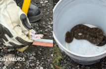 Capturan serpiente de cascabel de más de un metro en Magdalena