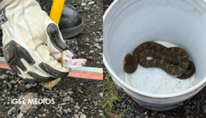 Capturan serpiente de cascabel de más de un metro en Magdalena