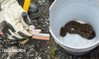 Capturan serpiente de cascabel de más de un metro en Magdalena