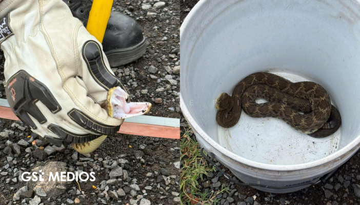 Capturan serpiente de cascabel de más de un metro en Magdalena