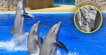 Delfines del Ventura Park enfrentan graves problemas de salud; Profepa busca reubicarlos