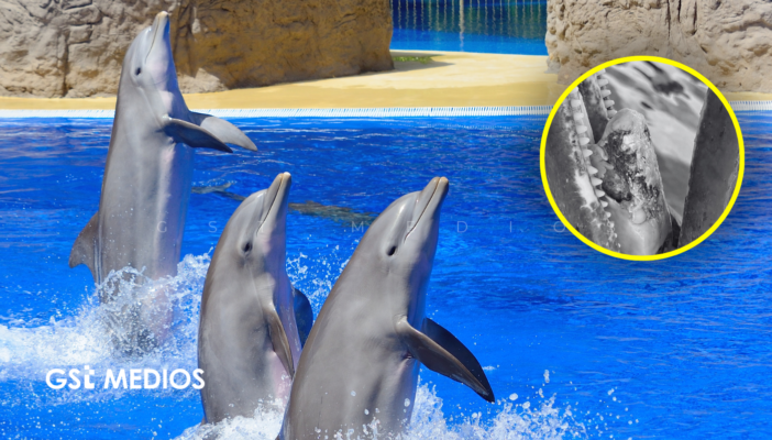 Delfines del Ventura Park enfrentan graves problemas de salud; Profepa busca reubicarlos
