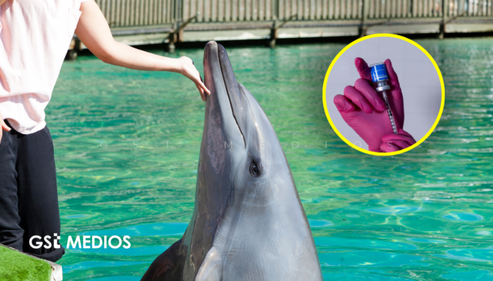 Profepa plantea eutanasia para delfines enfermos ante falta de santuarios