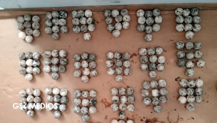 Aseguran 202 huevos de tortuga golfina en Guerrero