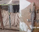 Aseguran tigre de Bengala y cocodrilo de pantano dentro de un autolavado en Ciudad Juárez