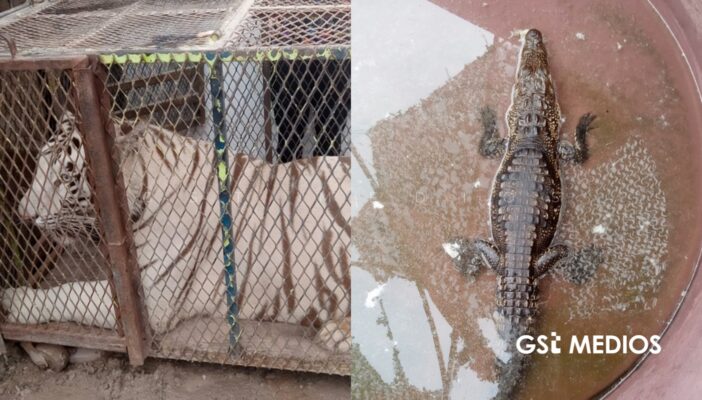 Aseguran tigre de Bengala y cocodrilo de pantano dentro de un autolavado en Ciudad Juárez
