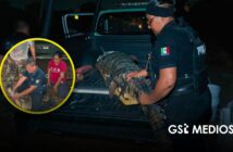 Tras operativo capturan a cocodrilo en la zona de Las Mojoneras