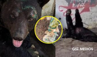 Oso negro ingirió residuos urbanos y vomitó plástico tras ser atendido en Monterrey