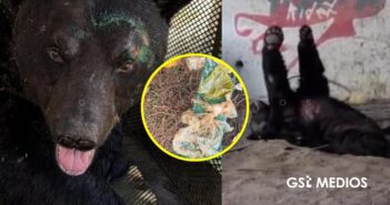 Oso negro ingirió residuos urbanos y vomitó plástico tras ser atendido en Monterrey