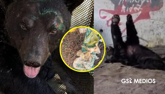 Oso negro ingirió residuos urbanos y vomitó plástico tras ser atendido en Monterrey