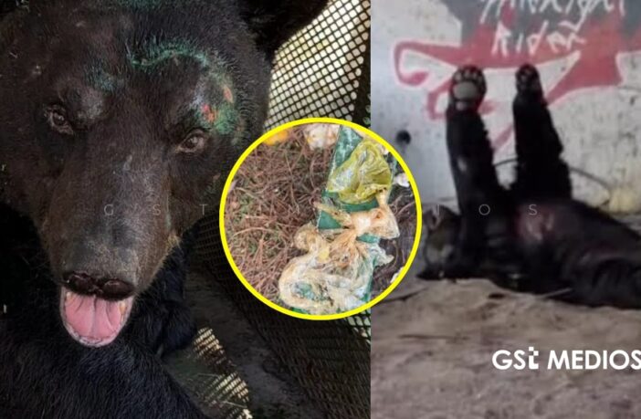 Oso negro ingirió residuos urbanos y vomitó plástico tras ser atendido en Monterrey