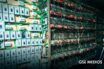 Desmantelan granja clandestina de criptomonedas en Puebla