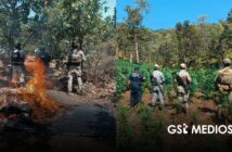 Siete detenidos, armas aseguradas y plantíos erradicados tras operativos en Nayarit