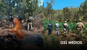 Siete detenidos, armas aseguradas y plantíos erradicados tras operativos en Nayarit