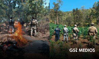 Siete detenidos, armas aseguradas y plantíos erradicados tras operativos en Nayarit