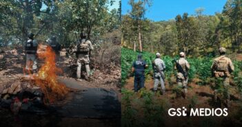 Siete detenidos, armas aseguradas y plantíos erradicados tras operativos en Nayarit