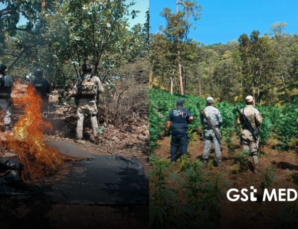 Siete detenidos, armas aseguradas y plantíos erradicados tras operativos en Nayarit
