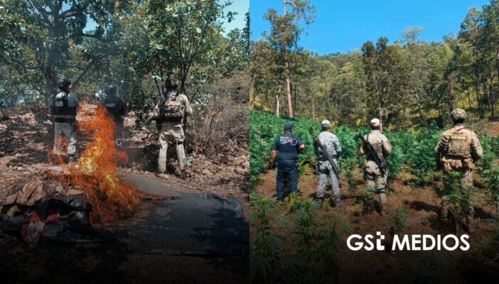 Siete detenidos, armas aseguradas y plantíos erradicados tras operativos en Nayarit