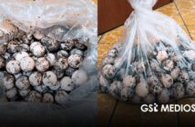 Procesan a hombre detenido con 125 huevos de tortuga en Cihuatlán