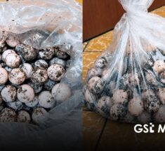 Procesan a hombre detenido con 125 huevos de tortuga en Cihuatlán