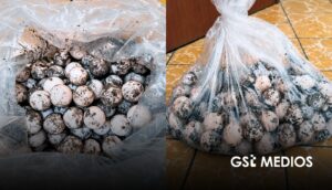 Procesan a hombre detenido con 125 huevos de tortuga en Cihuatlán