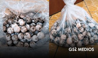 Procesan a hombre detenido con 125 huevos de tortuga en Cihuatlán