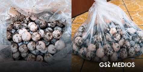 Procesan a hombre detenido con 125 huevos de tortuga en Cihuatlán