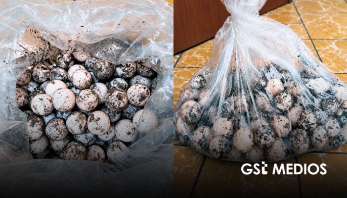 Procesan a hombre detenido con 125 huevos de tortuga en Cihuatlán