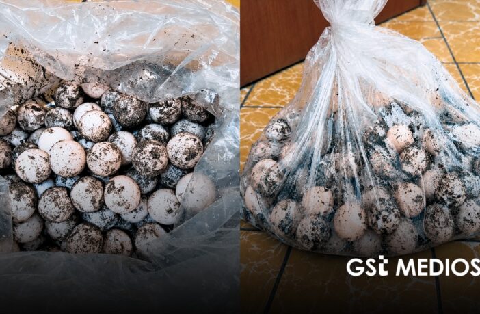 Procesan a hombre detenido con 125 huevos de tortuga en Cihuatlán