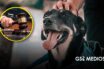 Senado de México reconoce a mascotas como seres sintientes durante la asamblea del 29 de septiembre de 2026, en lo general y en lo particular quedando aprobada la Ley General en Materia de Bienestar, Cuidado y Protección de los Animales.