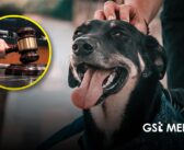 Senado de México reconoce mascotas como seres sintientes