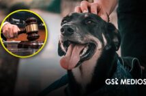 Senado de México reconoce a mascotas como seres sintientes durante la asamblea del 29 de septiembre de 2026, en lo general y en lo particular quedando aprobada la Ley General en Materia de Bienestar, Cuidado y Protección de los Animales.