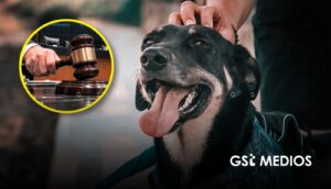 Senado de México reconoce a mascotas como seres sintientes durante la asamblea del 29 de septiembre de 2026, en lo general y en lo particular quedando aprobada la Ley General en Materia de Bienestar, Cuidado y Protección de los Animales.