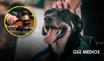 Senado de México reconoce a mascotas como seres sintientes durante la asamblea del 29 de septiembre de 2026, en lo general y en lo particular quedando aprobada la Ley General en Materia de Bienestar, Cuidado y Protección de los Animales.