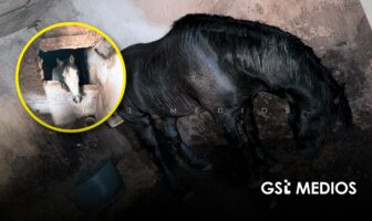 Rescatan dos caballos en Tonalá tras cateo por robo de auto