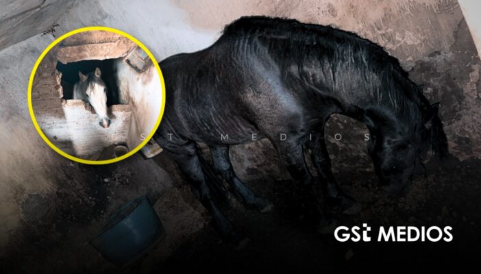 Rescatan dos caballos en Tonalá tras cateo por robo de auto