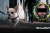 Hombre acaba con la vida de un perrito a machetazos en Ixtlahuacán de los Membrillos