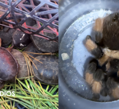 Aseguran tarántulas y tortugas protegidas que eran trasladadas para su tráfico en Chihuahua