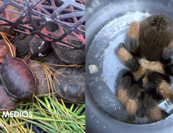Aseguran tarántulas y tortugas protegidas que eran trasladadas para su tráfico en Chihuahua