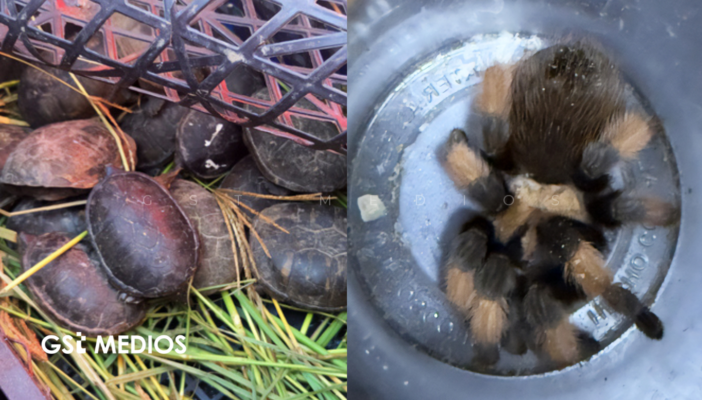 Aseguran tarántulas y tortugas protegidas que eran trasladadas para su tráfico en Chihuahua