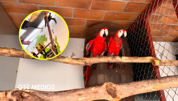 Aseguran 252 aves durante una inspección en un domicilio de Mazatlán