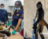 Rescatan mono araña mantenido en cautiverio en Michoacán