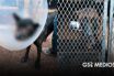 Rescatan a dos perritos en maltratados en Guadalajara