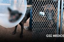 Rescatan a dos perritos en maltratados en Guadalajara