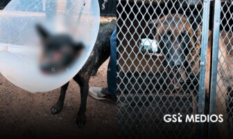 Rescatan a dos perritos en maltratados en Guadalajara