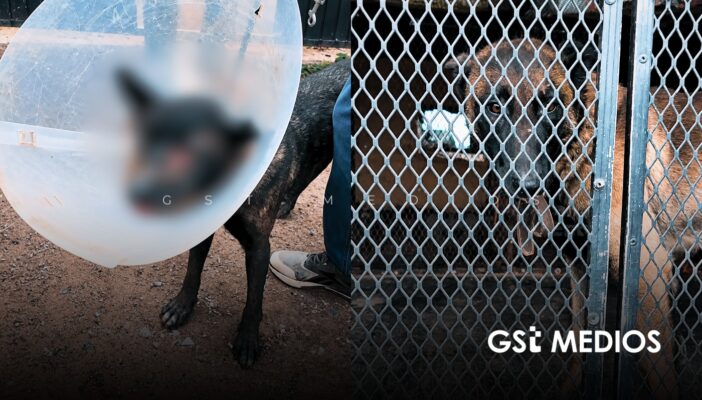 Rescatan a dos perritos en maltratados en Guadalajara